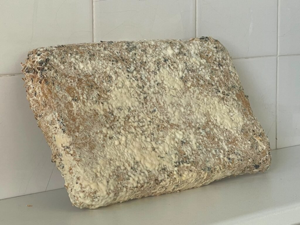 FungiFoam mycelium composite prototype panel, showing its textured surface